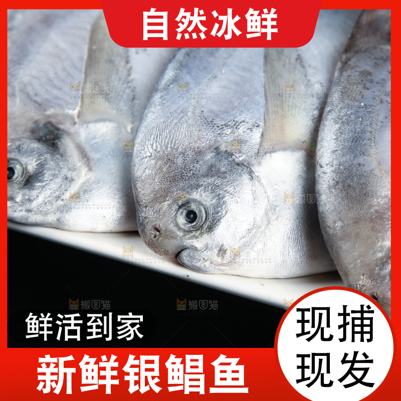 黑底上摆放着一盘舟山银鲳鱼