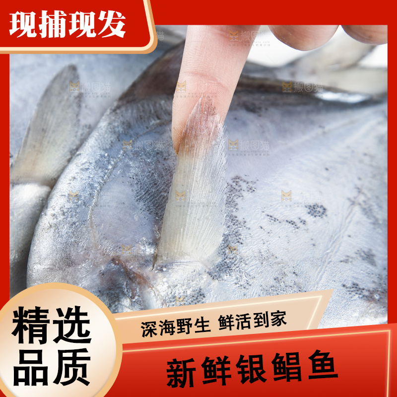 黑底上摆放着一盘舟山银鲳鱼