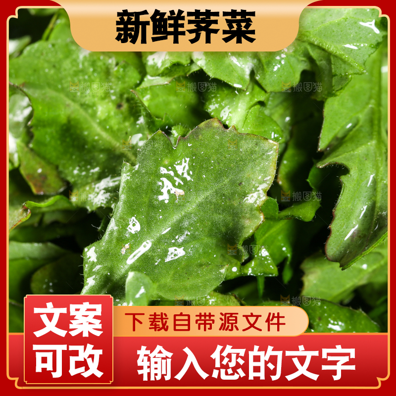 一堆新鲜荠菜