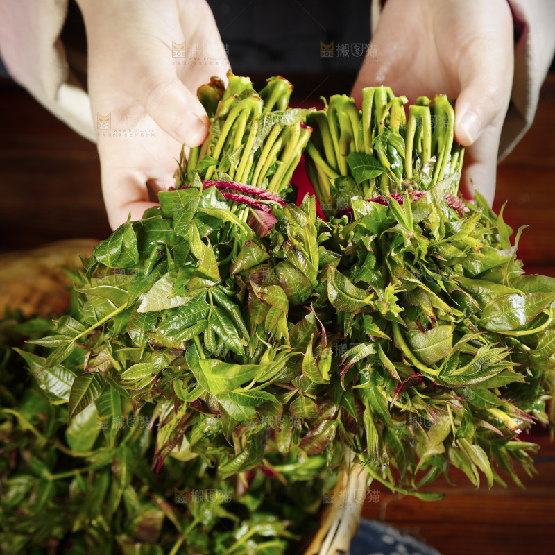 手里拿着头茬香椿芽