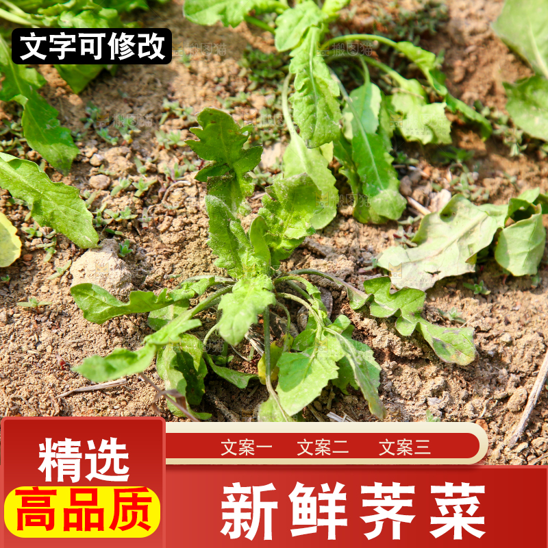 田地里的荠菜