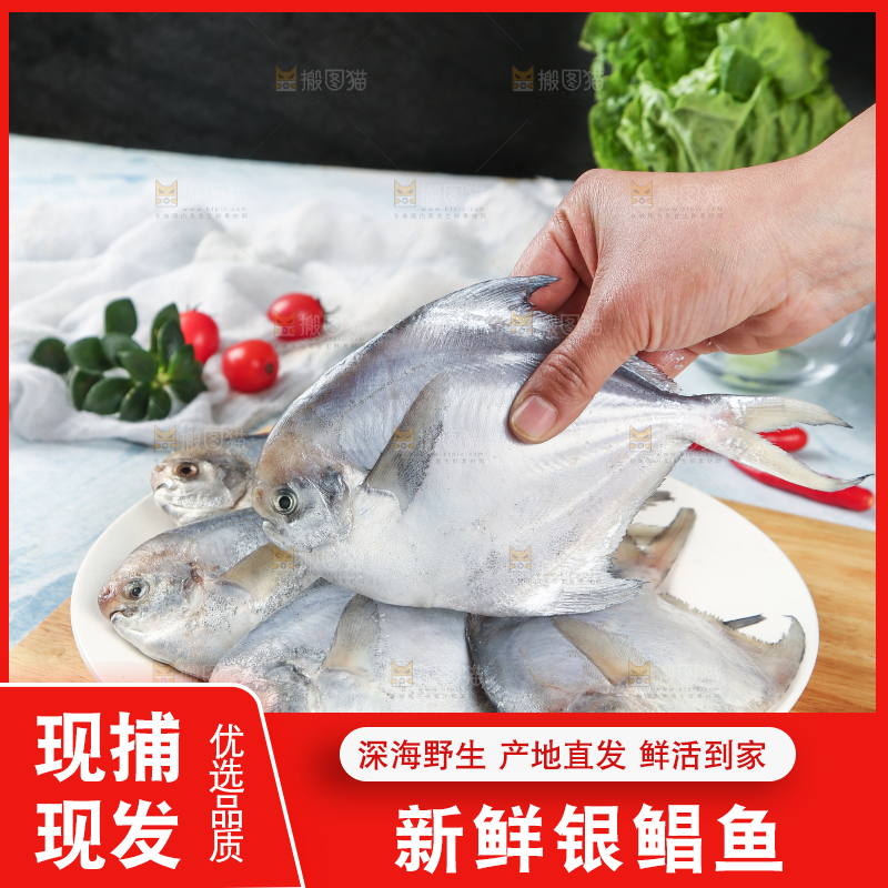手里拿着海捕银鲳鱼