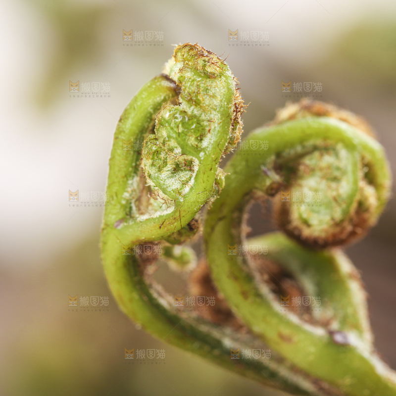 一个拳头菜