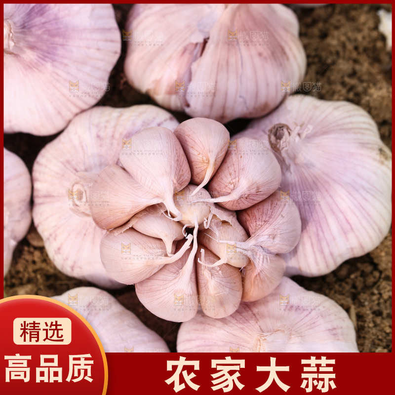 田地里的多瓣蒜
