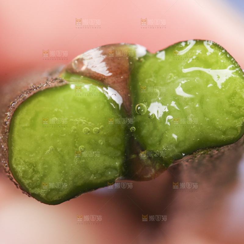 掰成两半的蕨菜