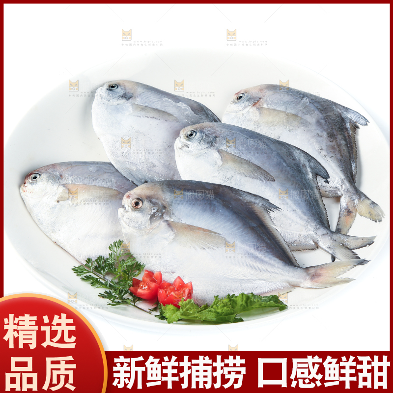 一盘银鲳鱼摆放在白底上
