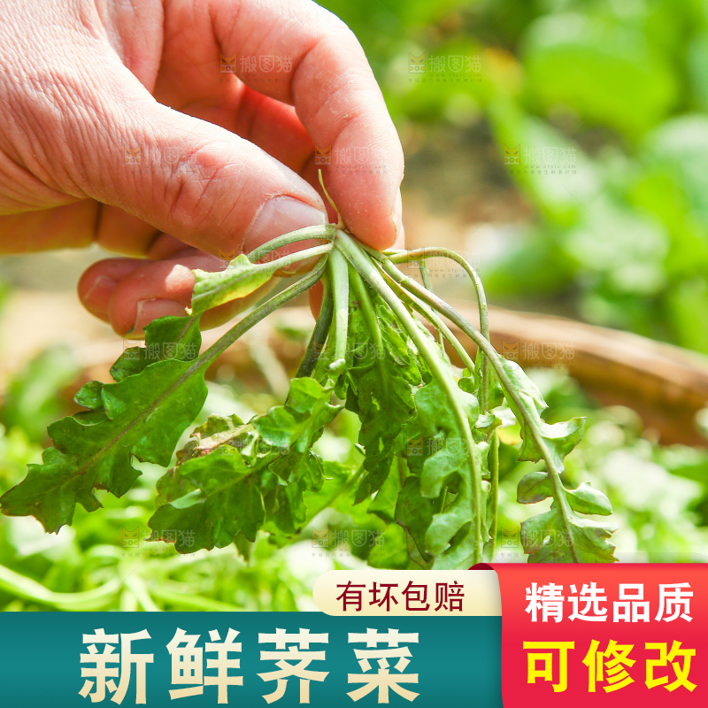 手里拿着地菜