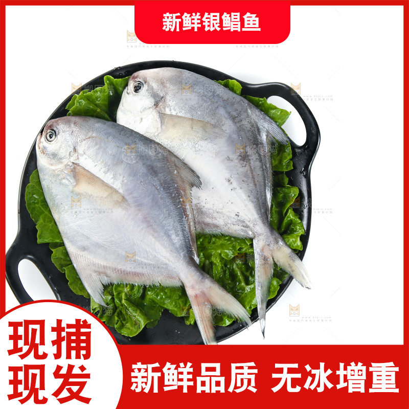 一盘银鲳鱼摆放在白底上