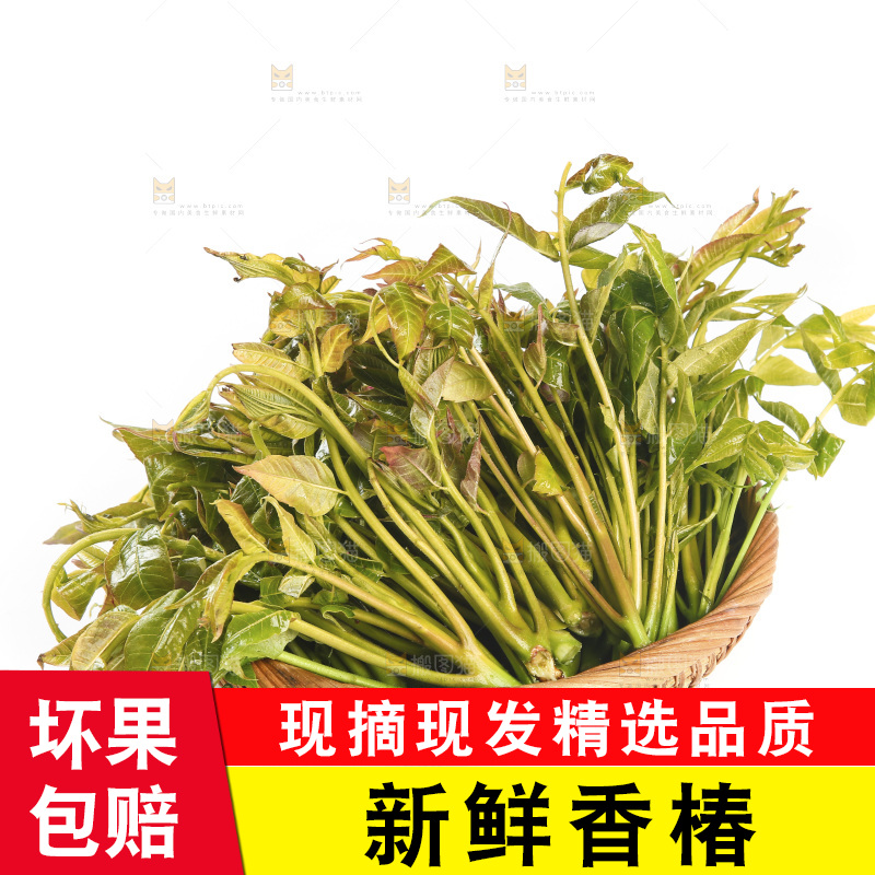 一篮香椿嫩芽