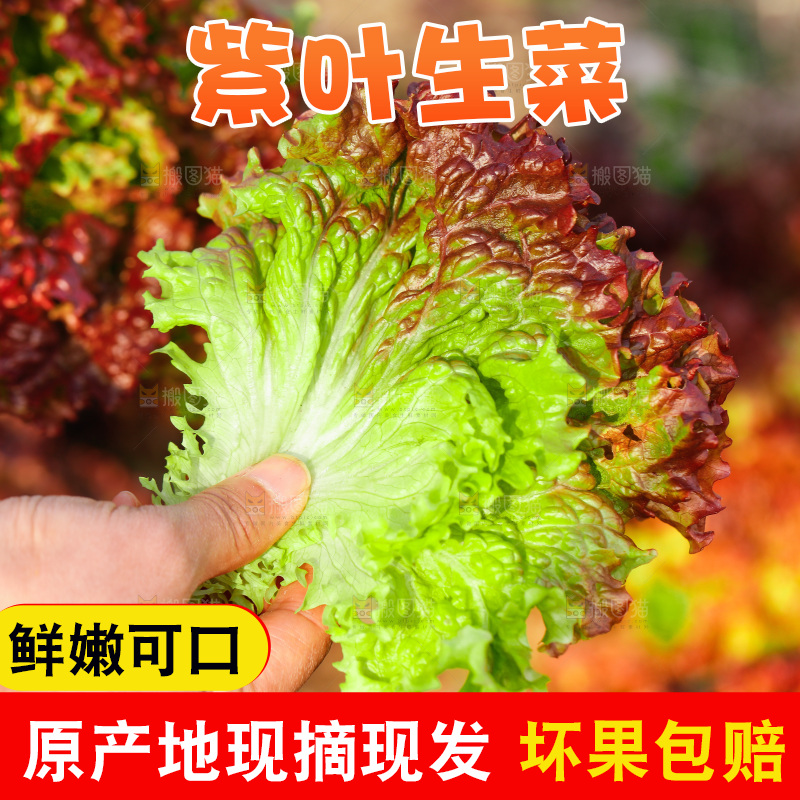 手里拿着紫罗莎生菜