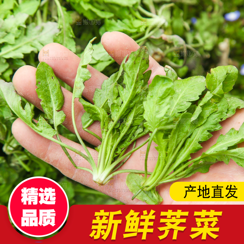 手里拿着荠菜