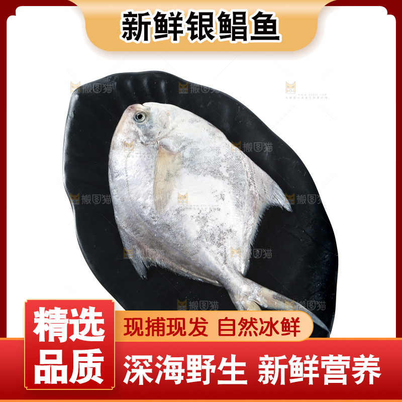 一盘银鲳鱼摆放在白底上