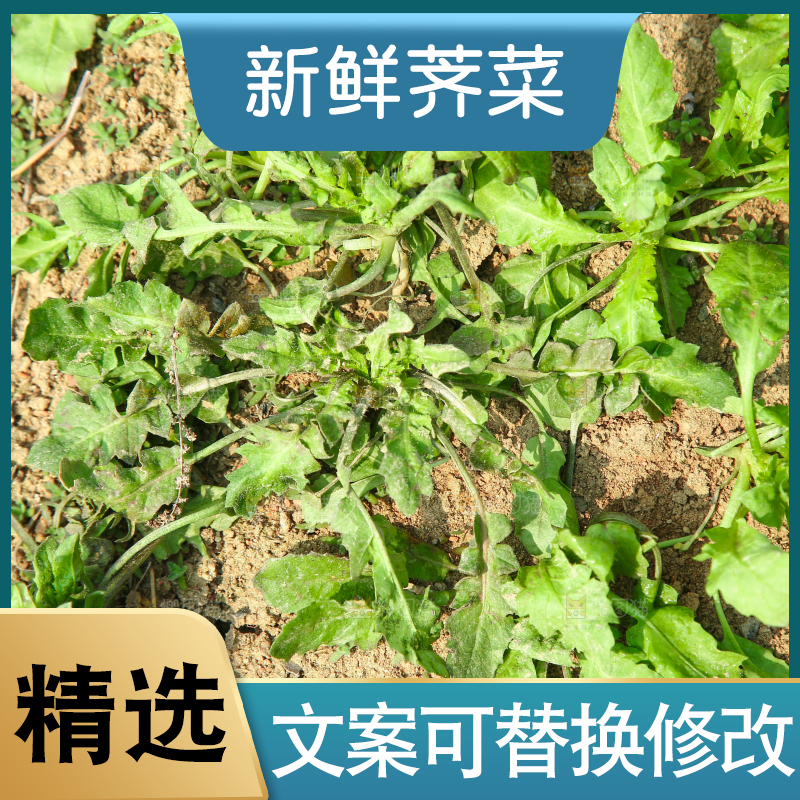 田地里的荠菜