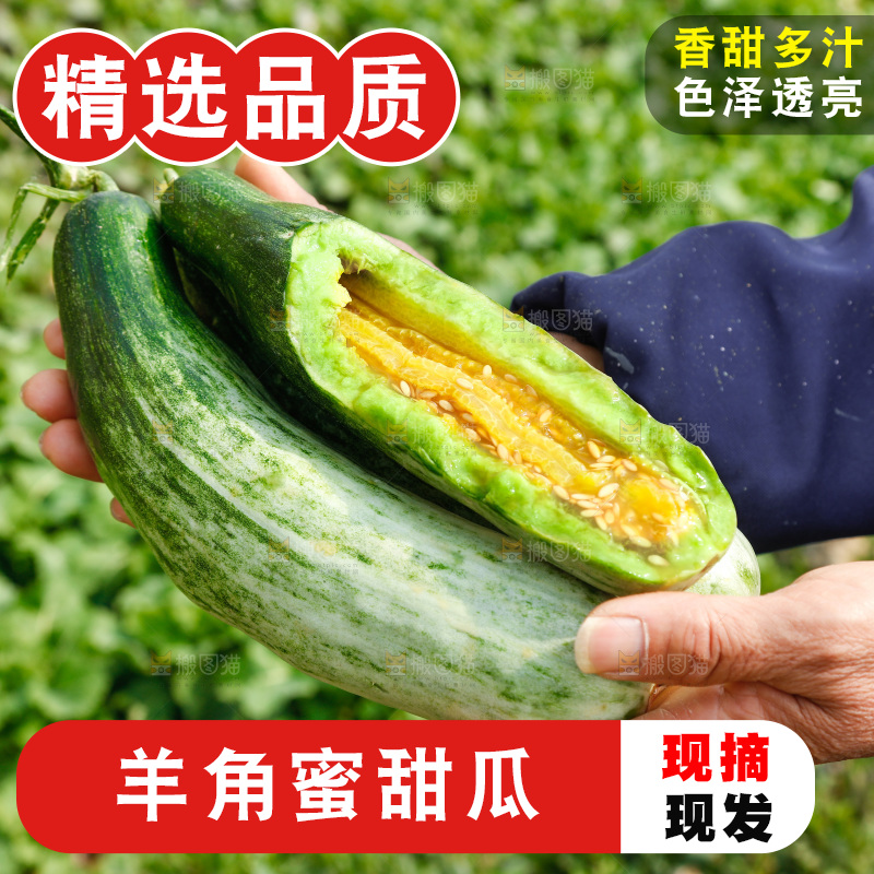 农民手里拿着新鲜采摘羊角蜜