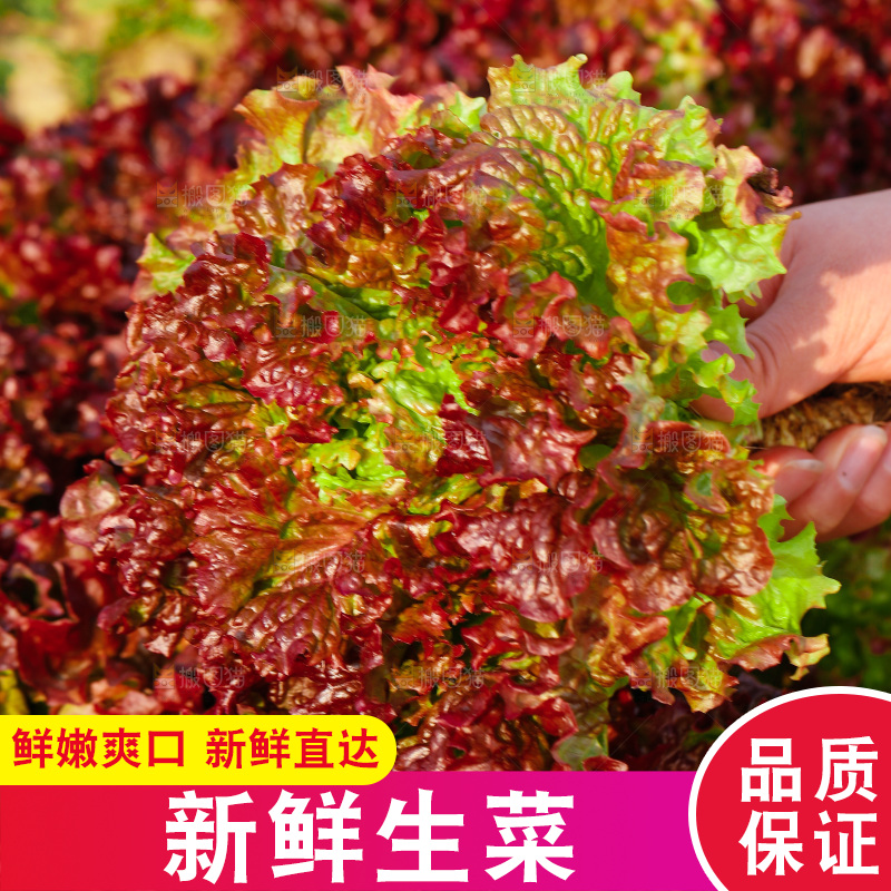 手里拿着红生菜