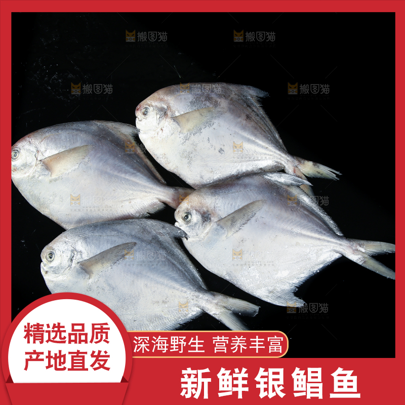 黑底上放着银鲳鱼