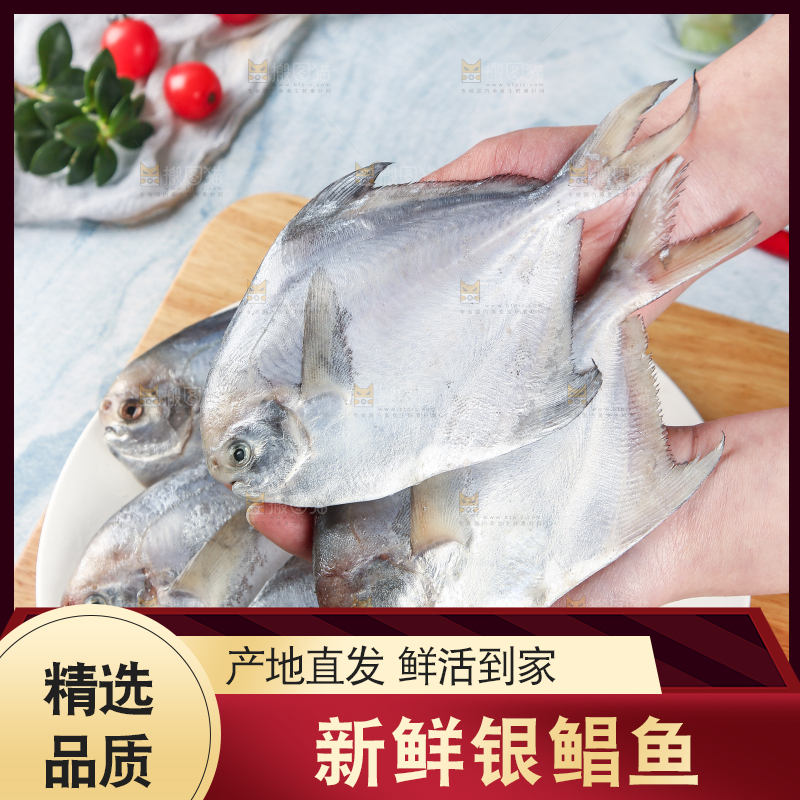 手里拿着海捕银鲳鱼