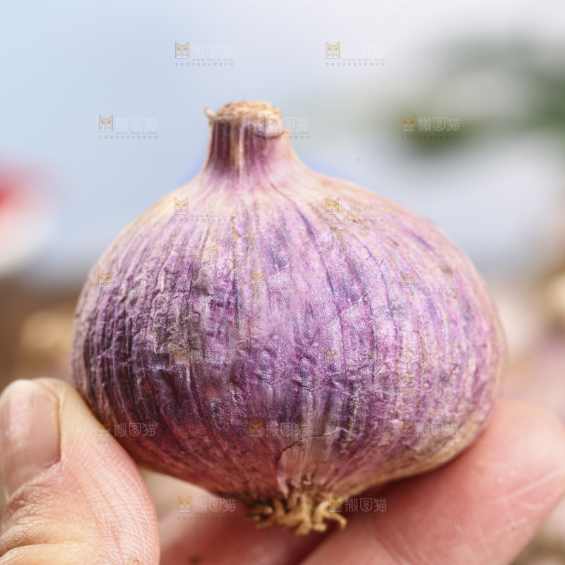 手里拿着紫皮蒜