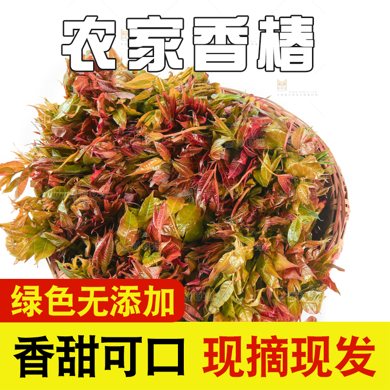 一篮新鲜香椿摆放在白底上