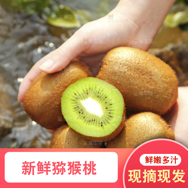 手里捧着徐香绿心猕猴桃