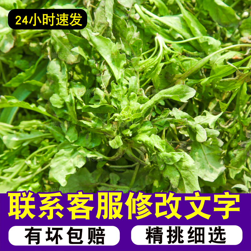 一堆新鲜新鲜荠菜