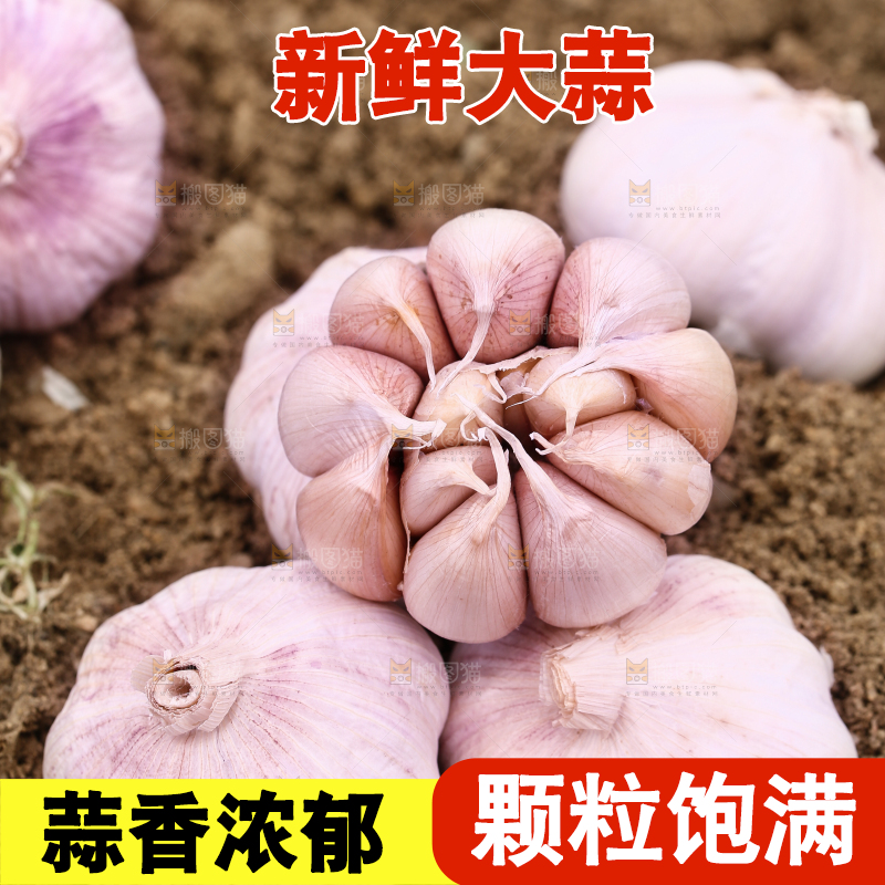田地里的多瓣蒜