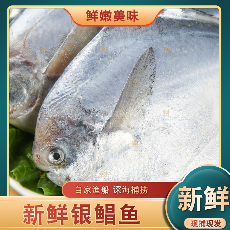 一盘野生银鲳鱼
