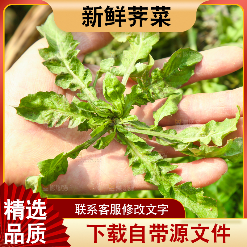手里拿着地菜