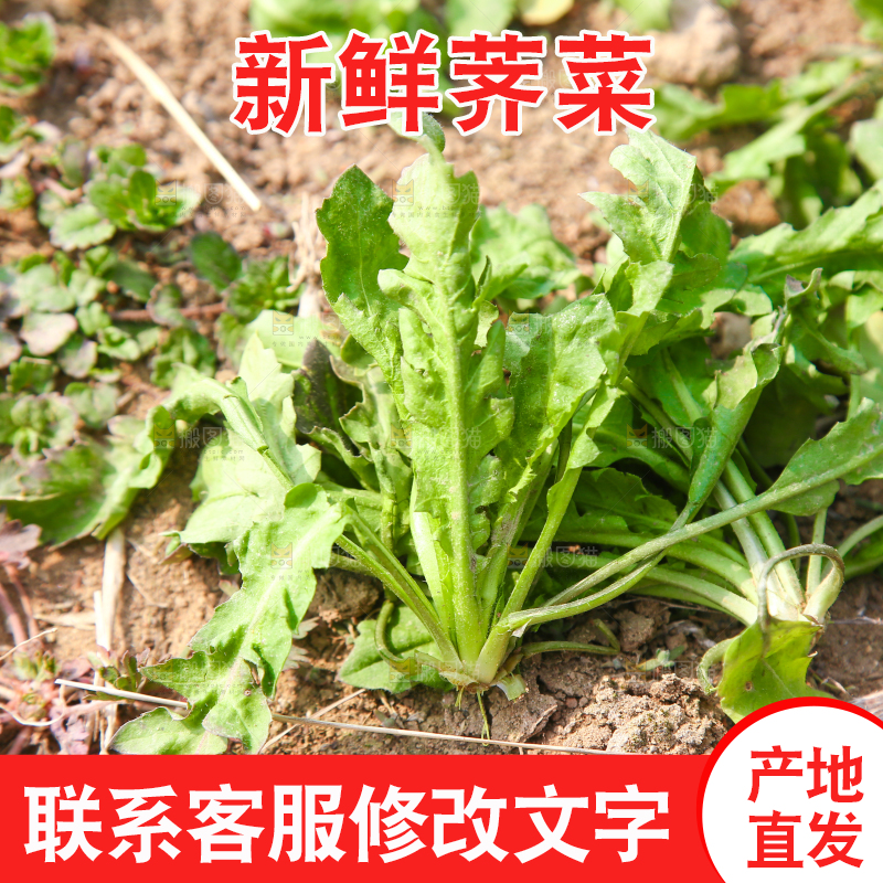 田地里的荠菜