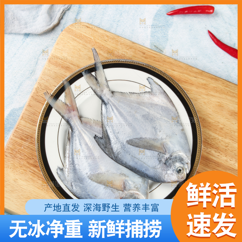 一盘野生银鲳鱼