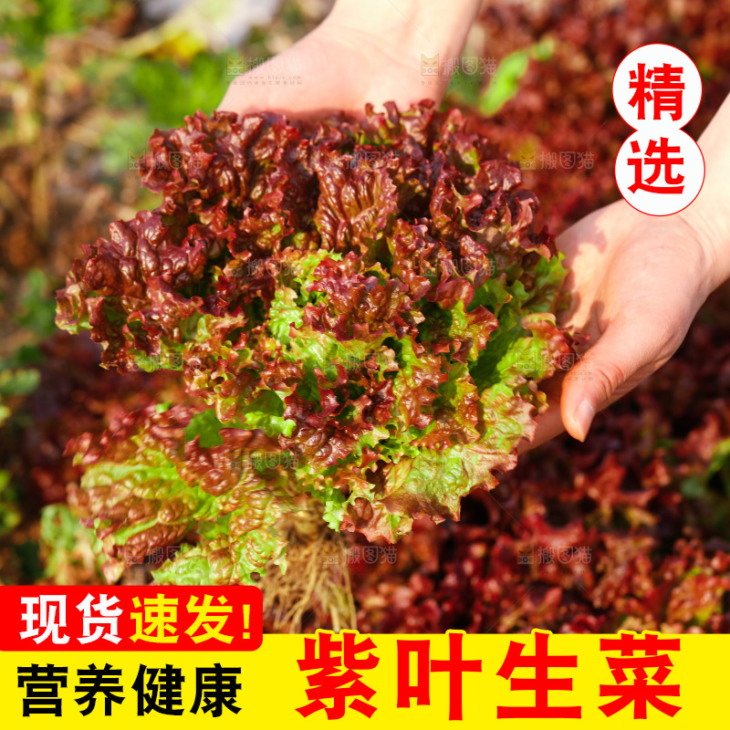 手里拿着红生菜