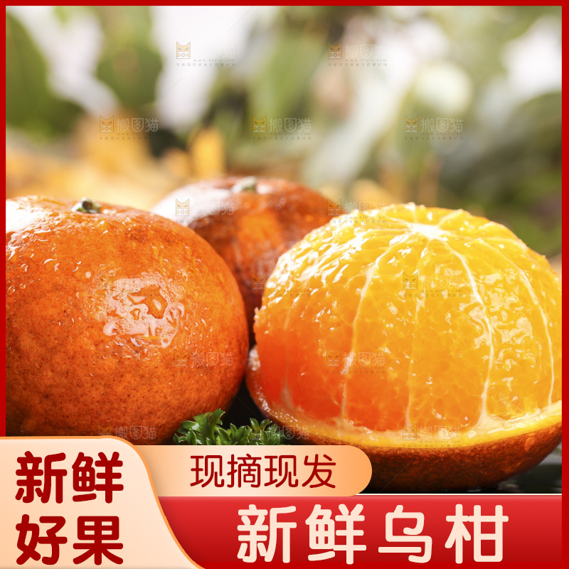 黑底上的云南乌柑