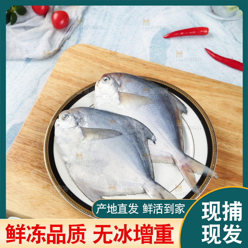 一盘野生银鲳鱼