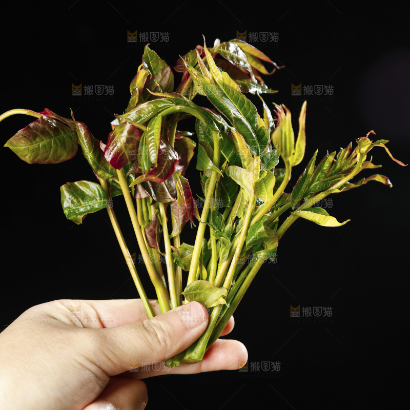 手里拿着香椿苗