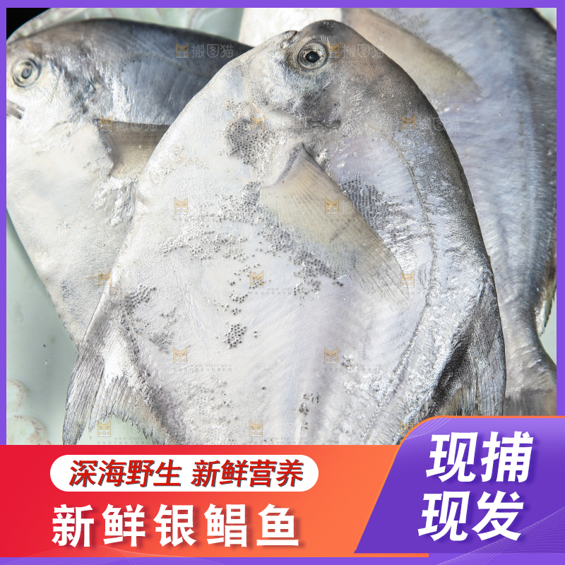 黑底上放着一盘海捕银鲳鱼
