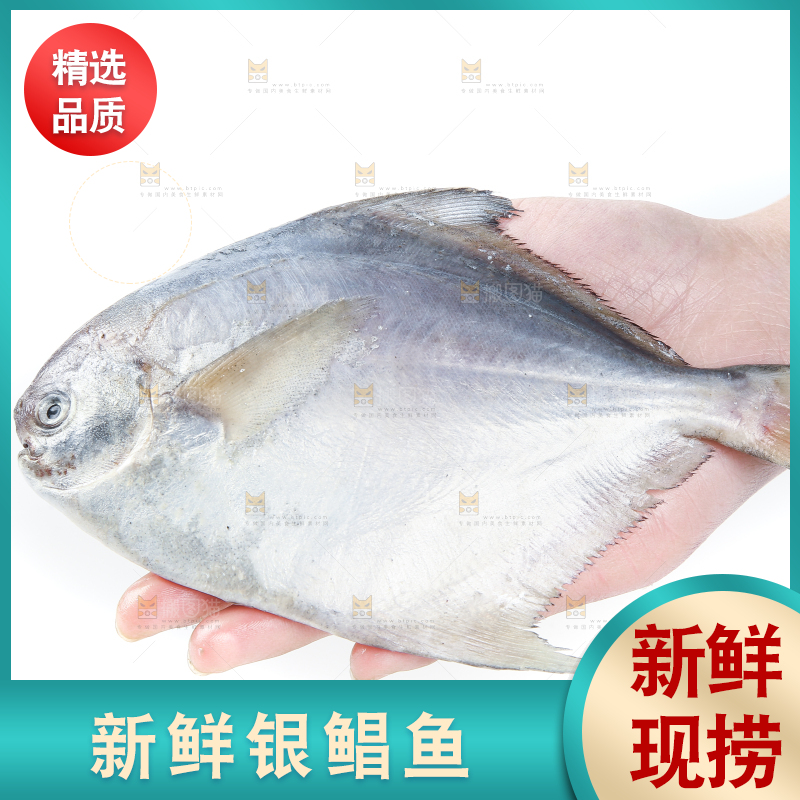手里拿着鲳鱼
