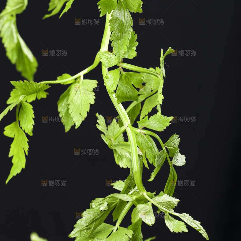 新鲜水芹菜