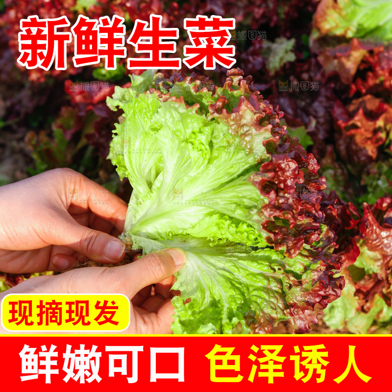 手里拿着紫罗莎生菜