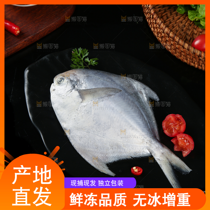 黑底上摆放着一盘舟山银鲳鱼