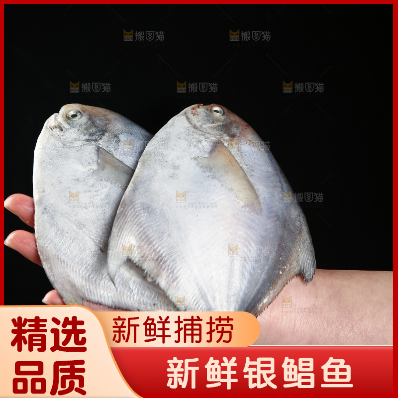 手里拿着银鲳鱼