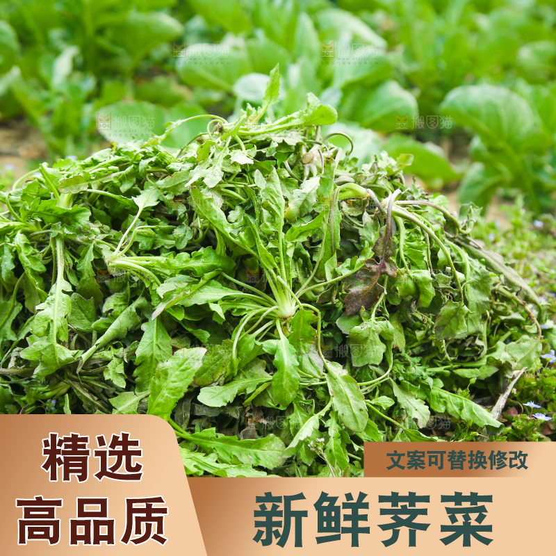 一堆新鲜荠菜