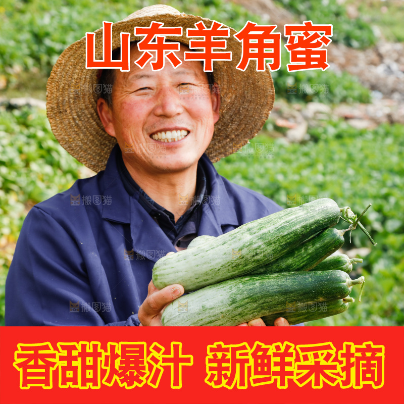 农民手里拿着新鲜采摘羊角蜜