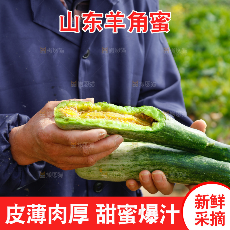 农民手里拿着新鲜采摘羊角蜜