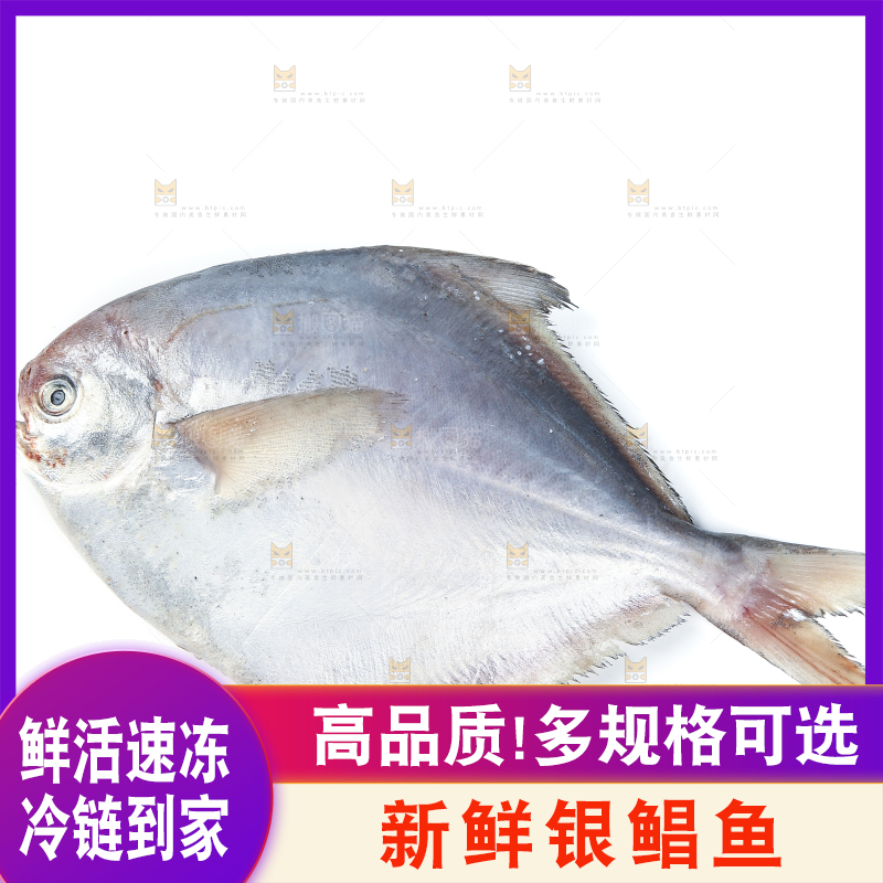 白底上放着新鲜银鲳鱼