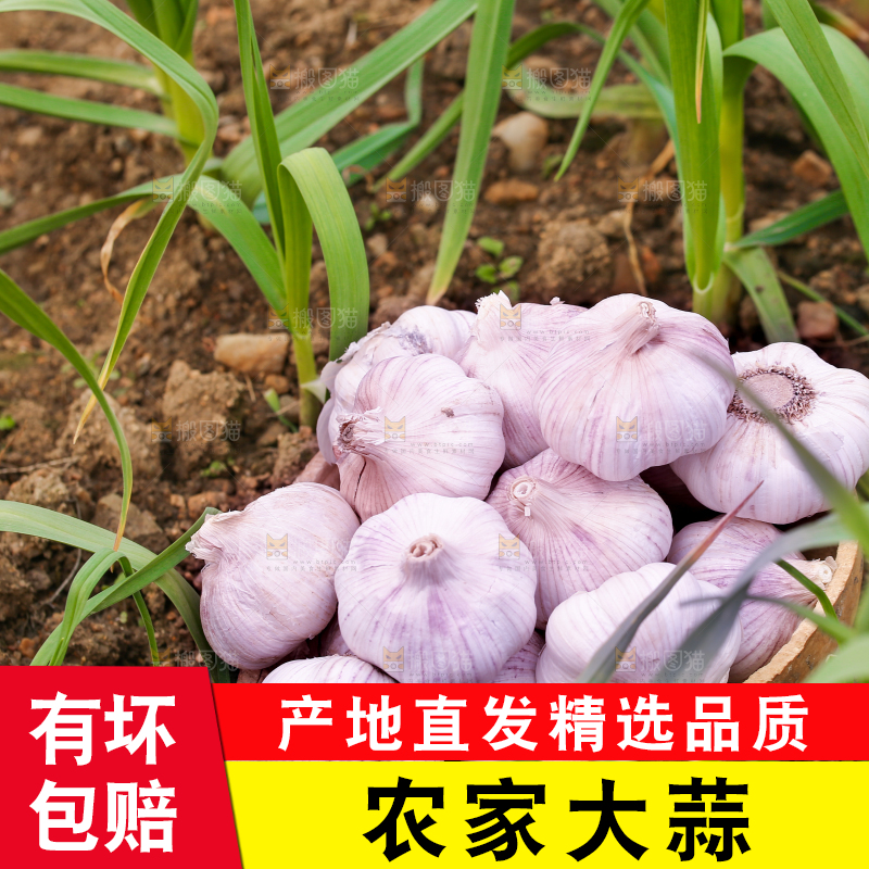 一堆山东新大蒜