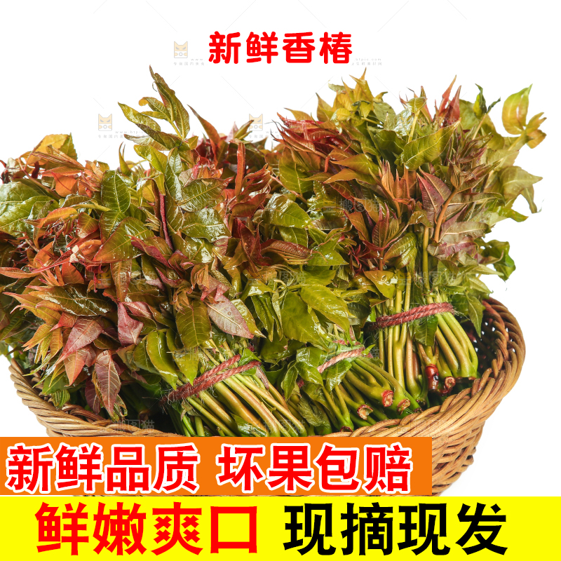 一篮新鲜香椿摆放在白底上