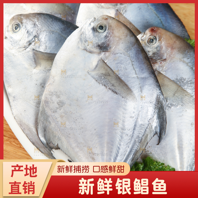 一盘野生银鲳鱼