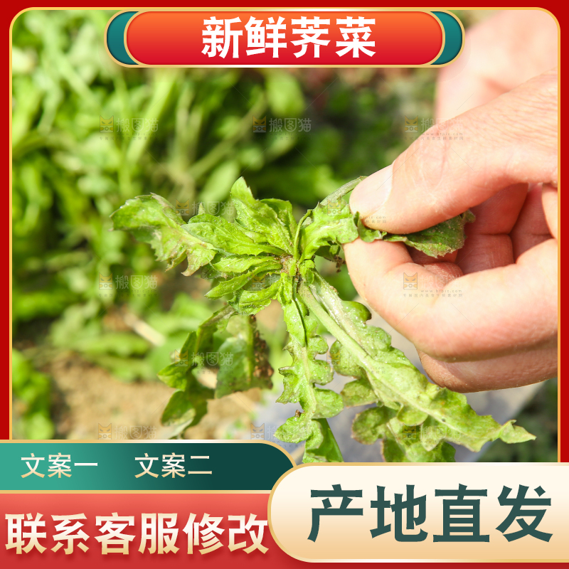 挖着野生荠菜