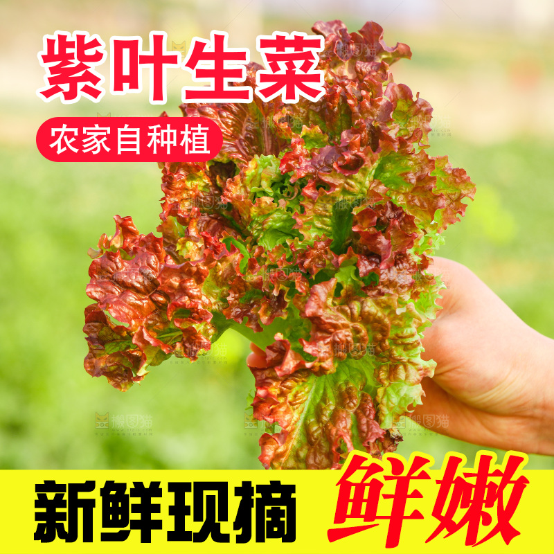 手里拿着紫罗莎生菜