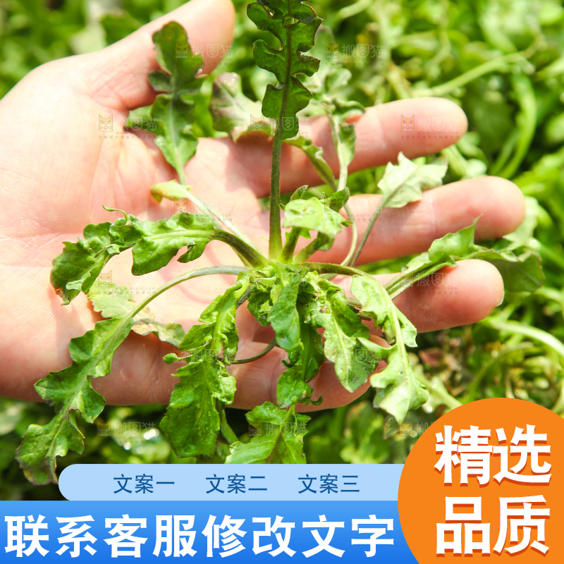 手里拿着地菜